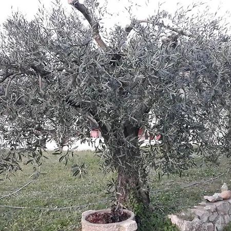L'olivette *